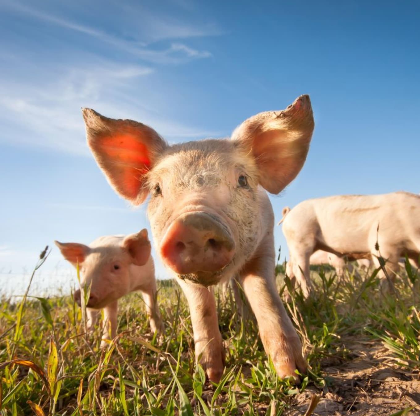 teacup pig